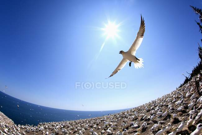 Gannet Voando sobre pedras — Fotografia de Stock