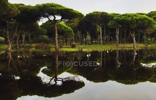 Floresta inundada em Tarifa — Fotografia de Stock