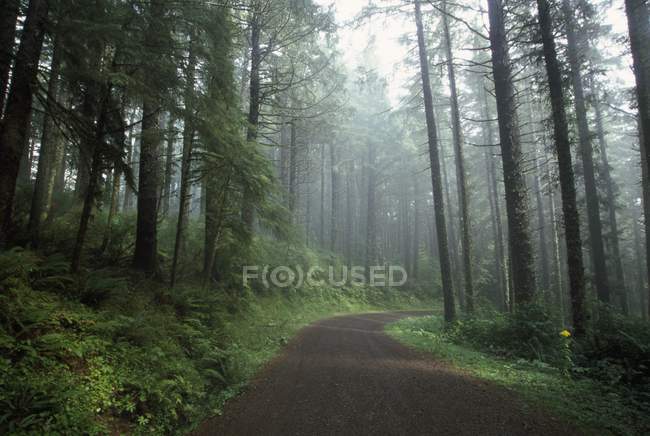 Camino forestal en Oregon - foto de stock