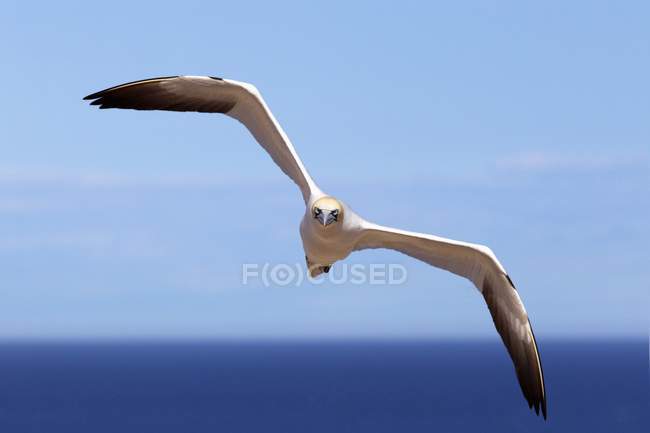 Gannet volando sobre el agua - foto de stock