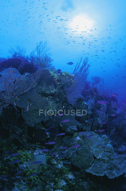 Peixes e corais sobre recifes — Fotografia de Stock