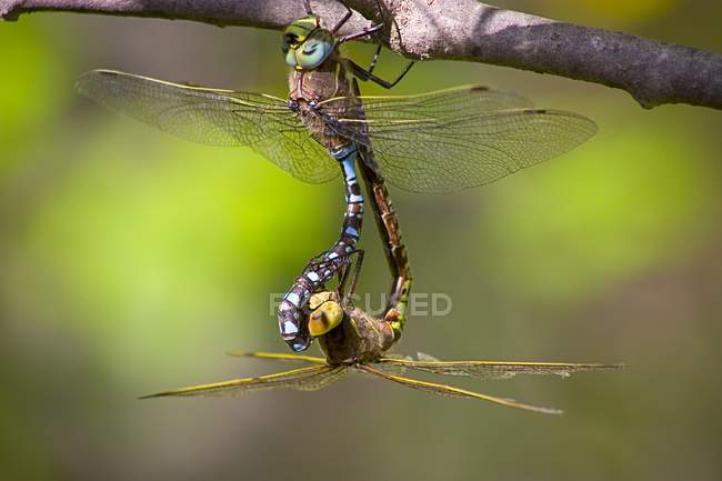 Vista de duas libélulas no galho — Fotografia de Stock