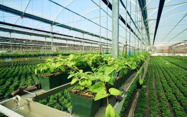 Cultivation des plantes commerciales — Photo de stock