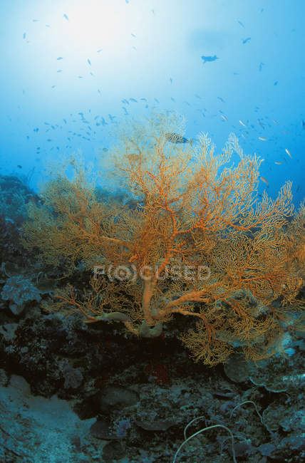 Corail jaune plante sur le récif — Photo de stock