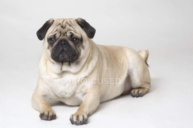 Portrait de chien Pug — Photo de stock