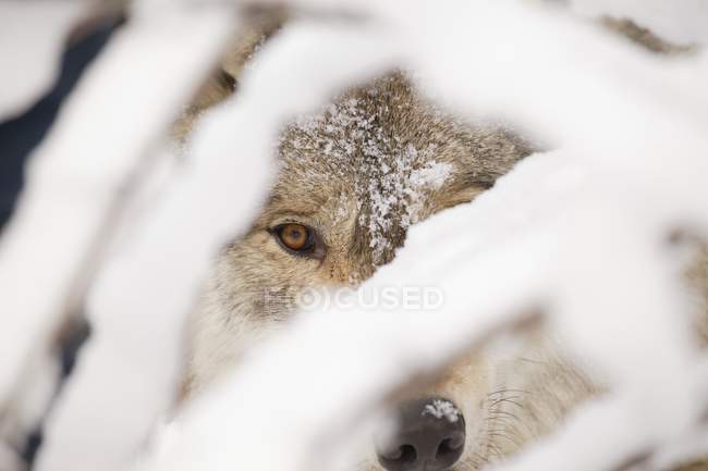 Wolf blickt in Kamera — Stockfoto