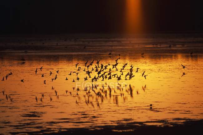 Troupeau d'oiseaux de rivage dans l'eau — Photo de stock