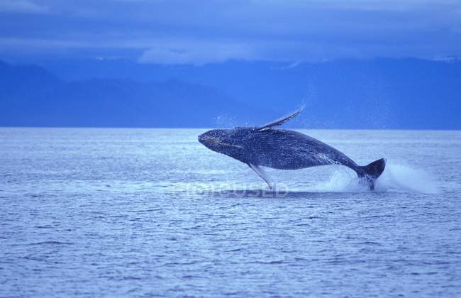 Quebra de baleia jubarte — Fotografia de Stock