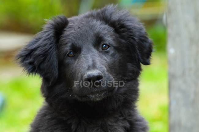 Portrait Of A Dog looking at camera — Stock Photo