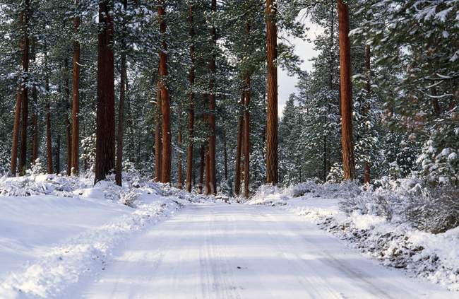 Зимова дорога в Ponderosa соснового лісу — стокове фото