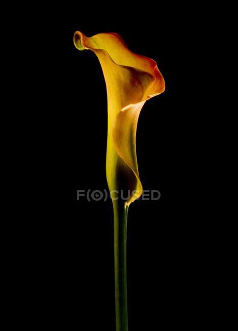 Желтая лилия Калла — стоковое фото