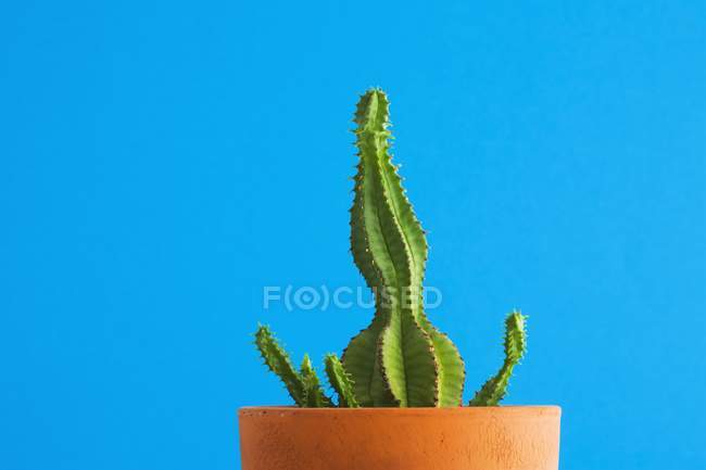 Cactus vert en pot — Photo de stock