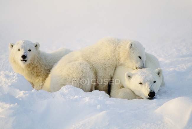 Белые медведи, лежащие на снегу — стоковое фото