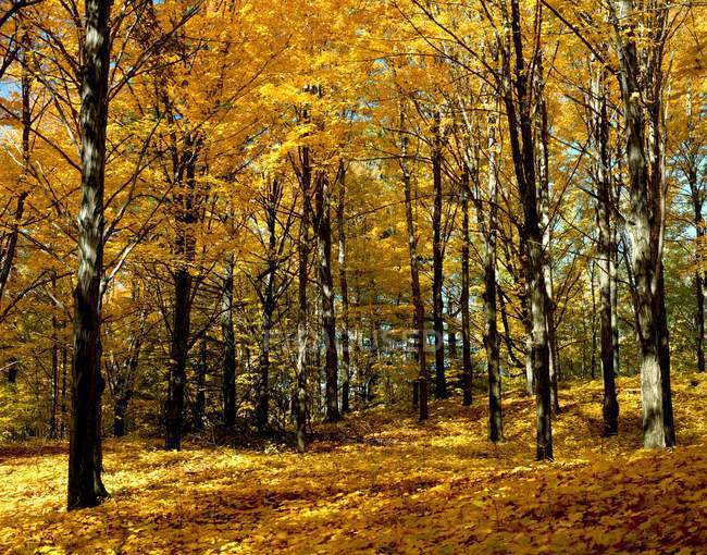 Arbres dans la forêt d'automne — Photo de stock