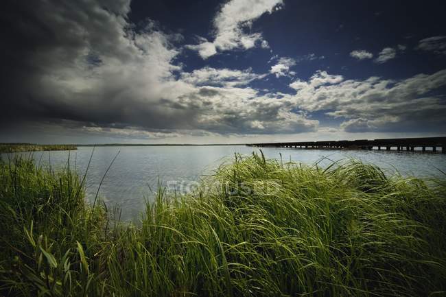 Трав'янисті березі озера — стокове фото