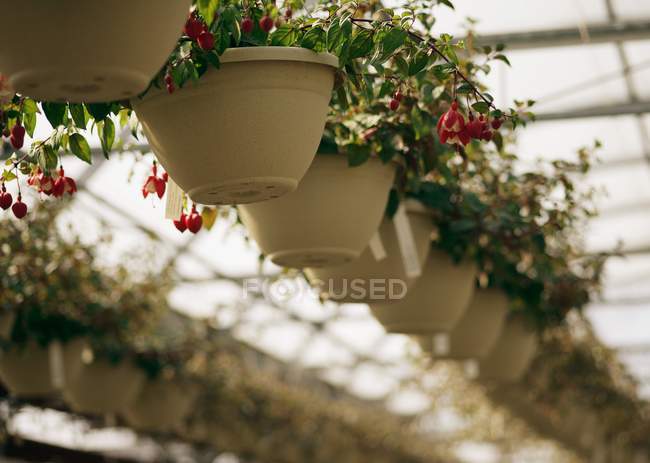 Row Of Hanging Baskets — Stock Photo