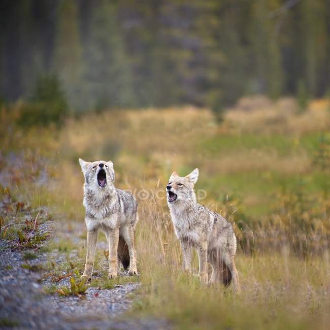Hurler Coyotes à l'extérieur — Photo de stock
