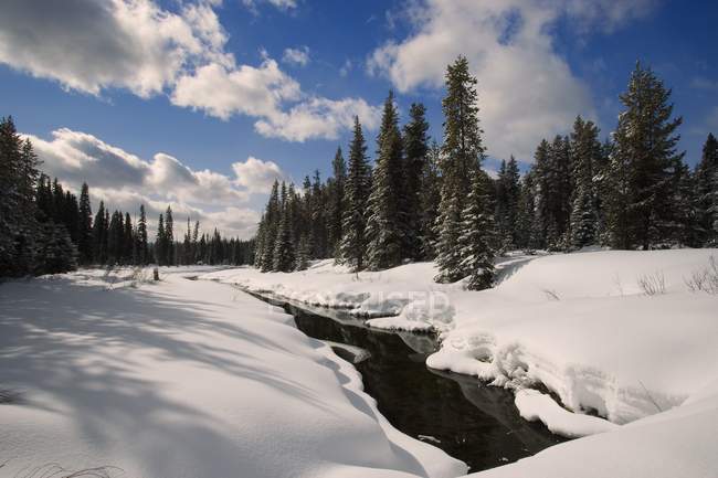 Flusso invernale con foresta — Foto stock