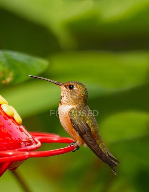 Hummingbird sitting on flower — Stock Photo