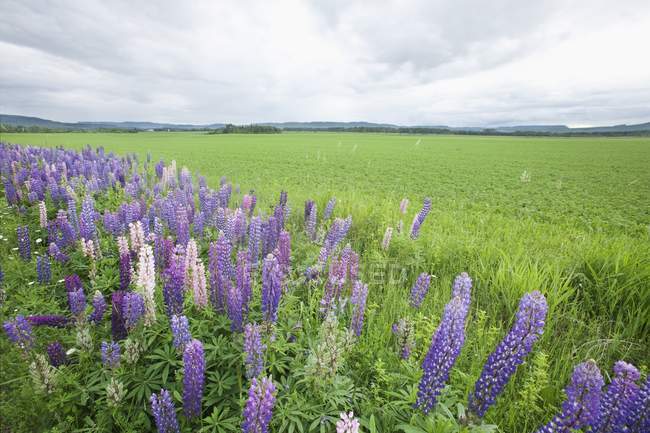 Lupines In Field With Mountains — Stock Photo