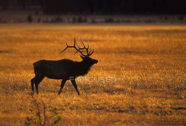 Elk walking in Park — Stock Photo