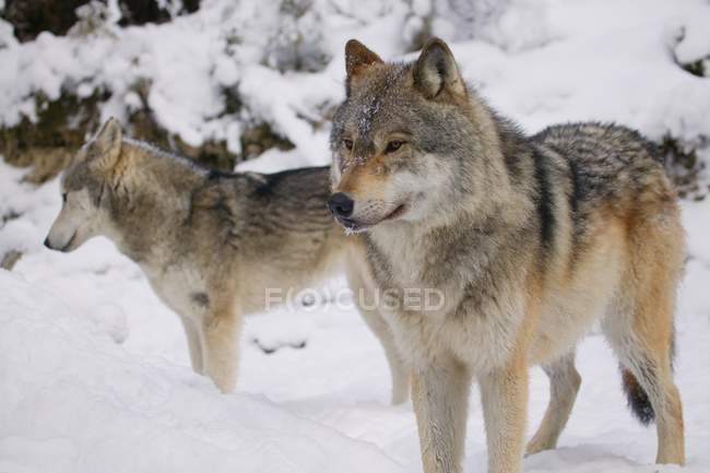 Zwei Wölfe im Schnee — Stockfoto