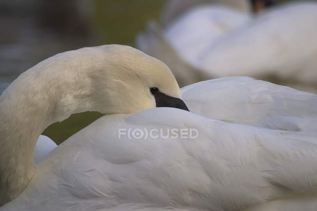 Swan Preening  outdoors — Stock Photo