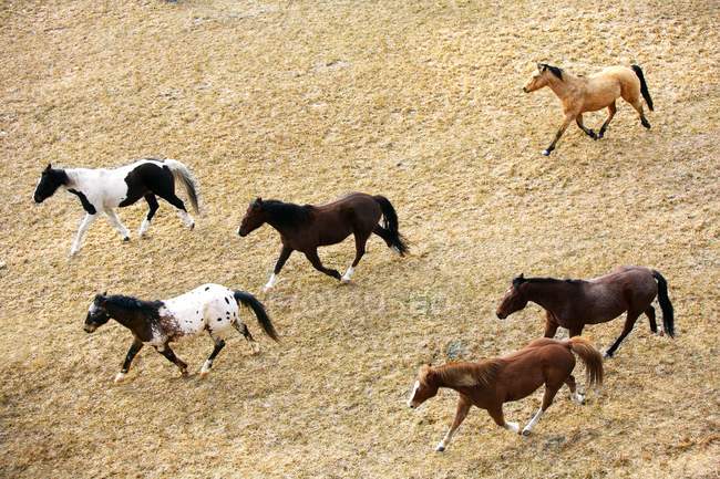 Cavalos Galopando no chão — Fotografia de Stock