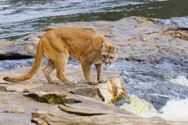 Cougar de pie en la orilla - foto de stock