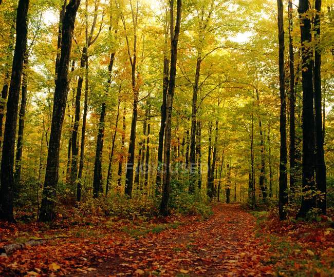 Arbres Avec Feuilles D'automne Dans La Forêt — Photo de stock