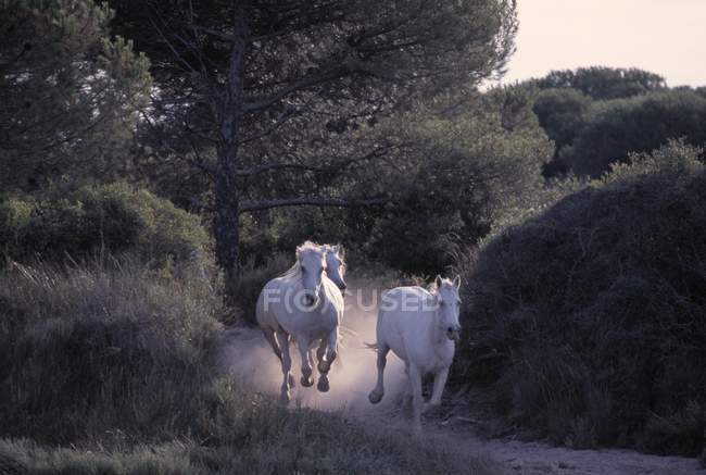 Дикие белые лошади — стоковое фото