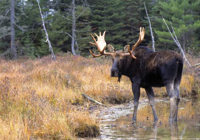 Bull Moose In Stream Water — стоковое фото