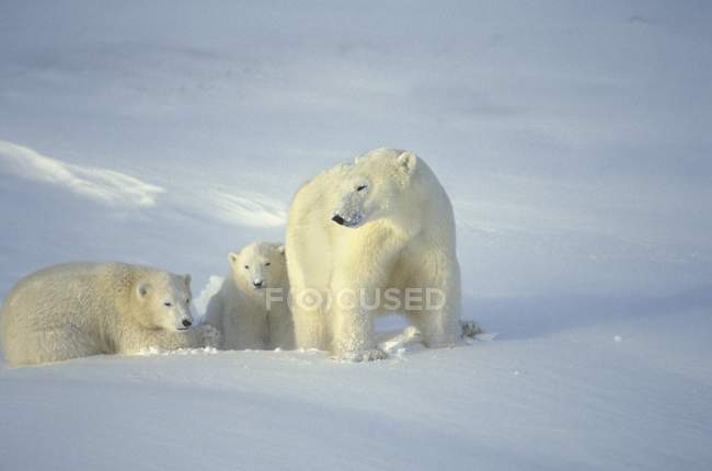 Ours polaires avec oursons — Photo de stock