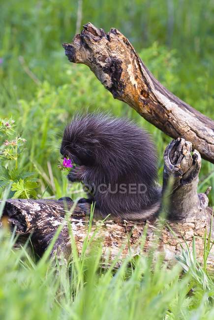 Porcupine Baby Eating Flower — Stock Photo