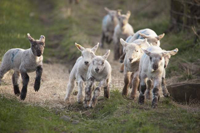 Lambs Running Down — Stock Photo