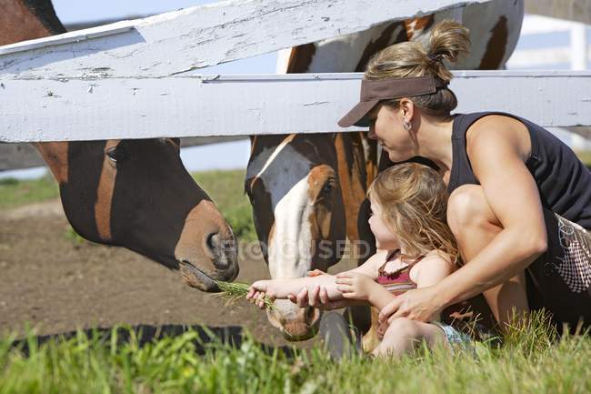 Мать и девочка кормят лошадей — стоковое фото