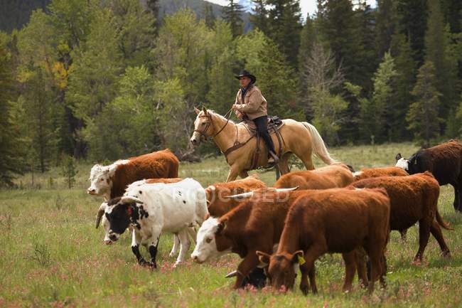 Hombre ranchero a caballo - foto de stock
