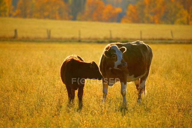 Коровы на пастбище на растениях — стоковое фото