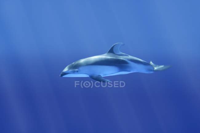 Dolphin swimming under water — Stock Photo