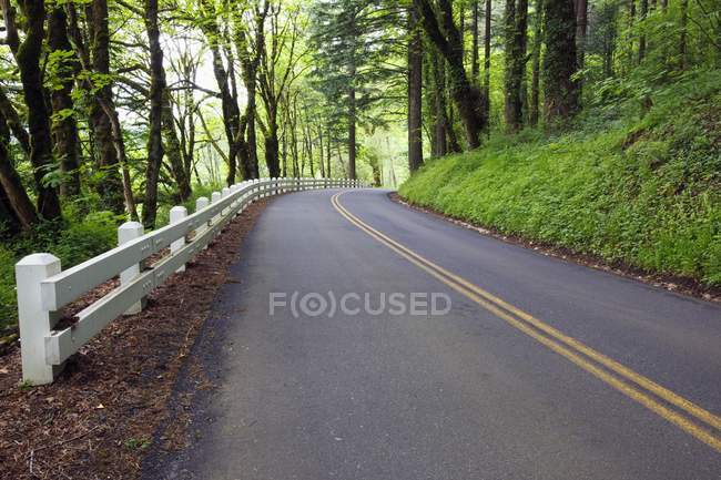 Feuillage vert luxuriant et clôture le long de la route — Photo de stock
