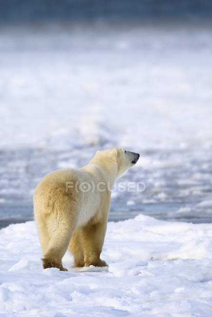 Urso polar cheirar o ar — Fotografia de Stock