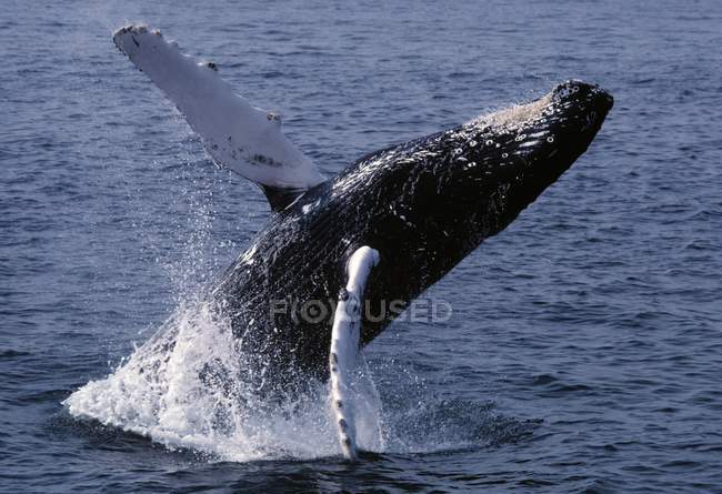 Violación de ballenas jorobadas - foto de stock
