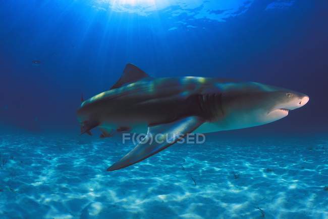 Tiburón limón bajo el agua - foto de stock