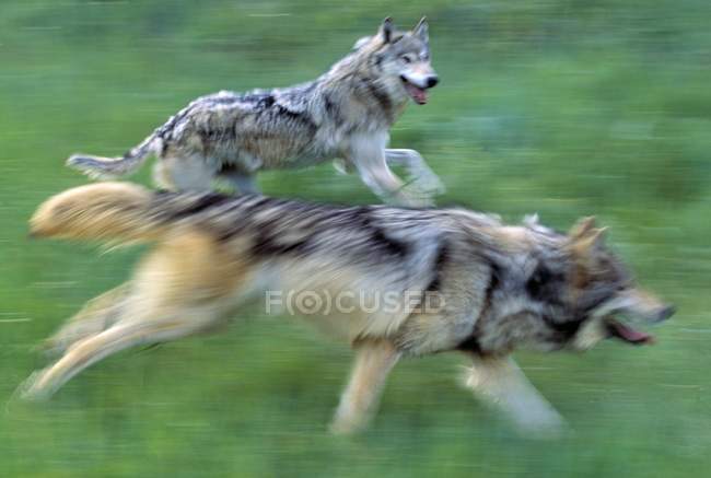 Lobos correndo no prado da montanha — Fotografia de Stock