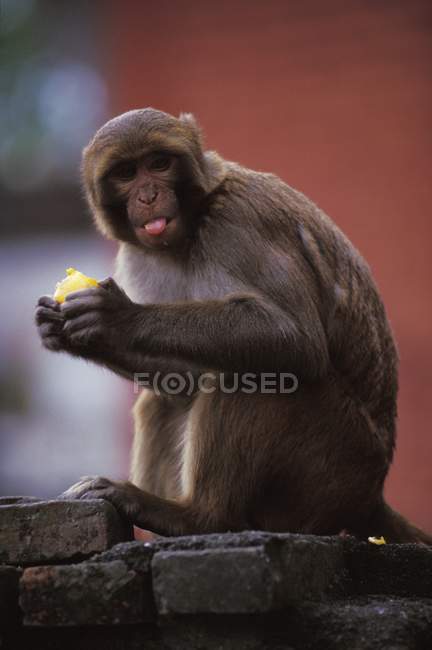 Мавпи їдять фрукти — стокове фото