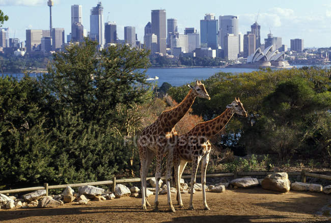 Girafes debout sur le sol à l'extérieur — Photo de stock