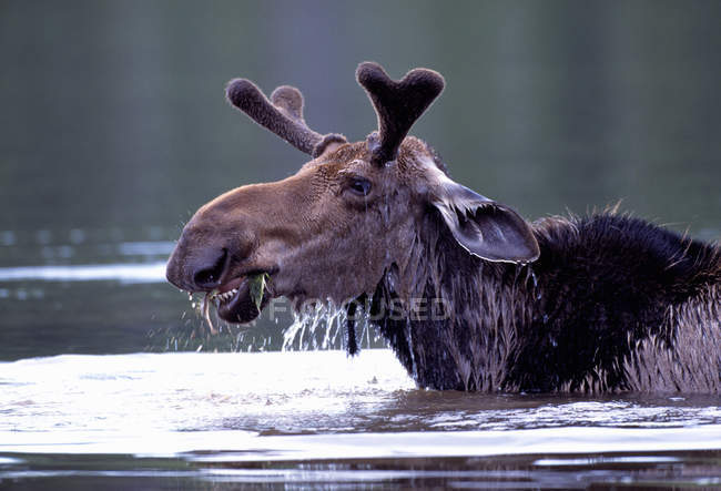 Toro oca in acqua — Foto stock