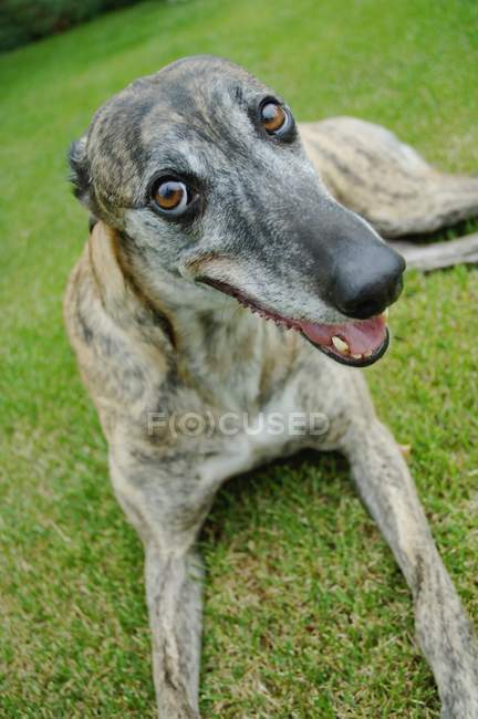 Greyhound Perro tendido - foto de stock