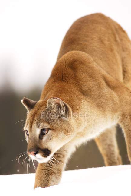 Cougar Hunting on snow — Stock Photo