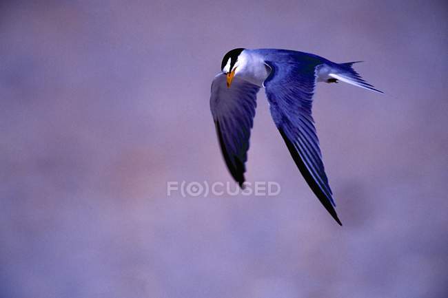 Least Tern In Flight — Stock Photo